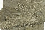 Pennsylvanian Fossil Urchin and Crinoid Plate - Texas #283706-1